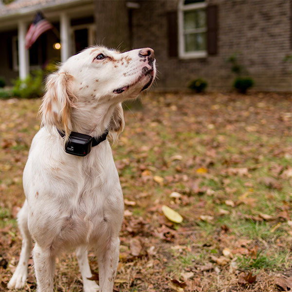 Remote Training Collars